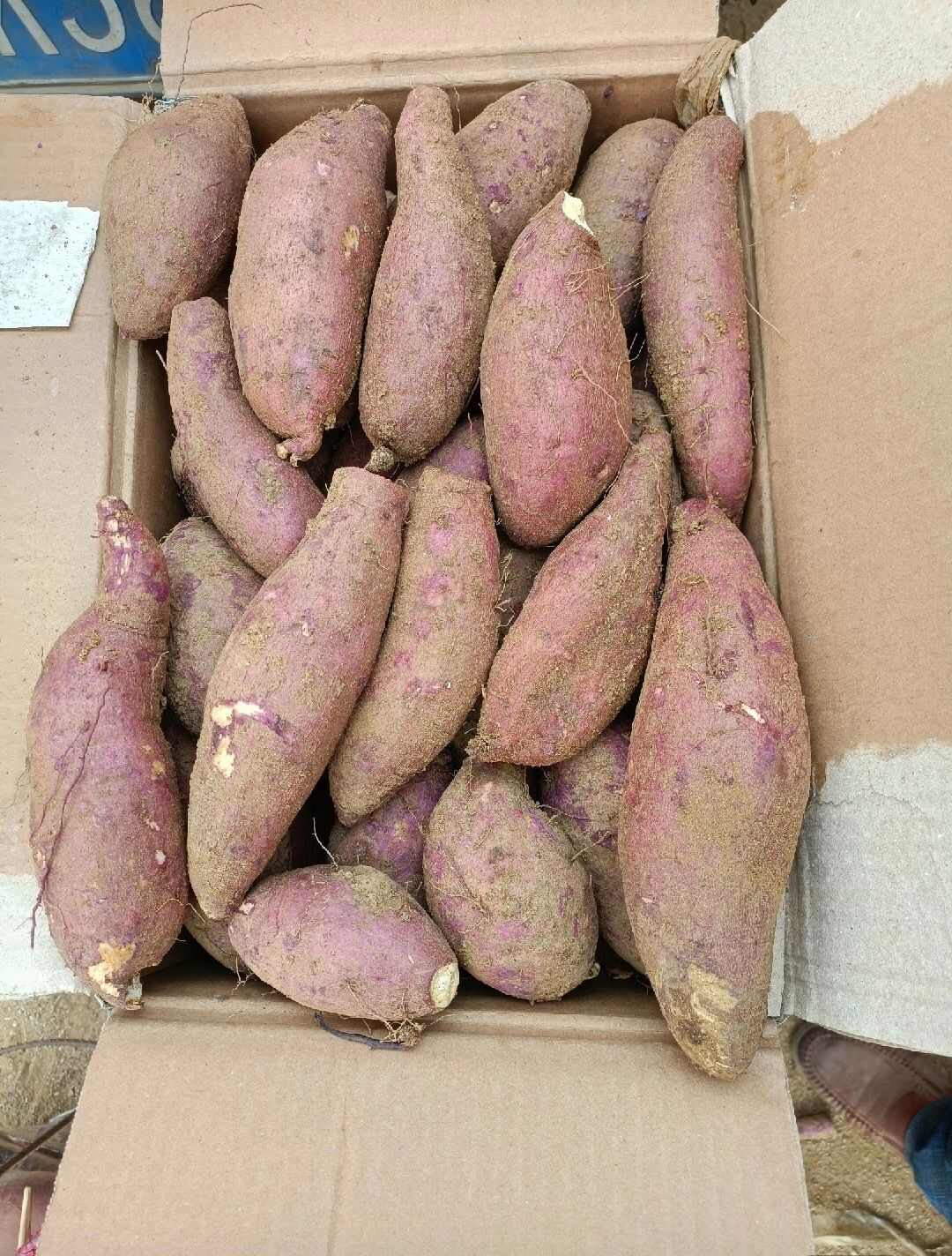 【荐】板栗薯-济薯26 产地直达 批发市场 加工厂 全国发货