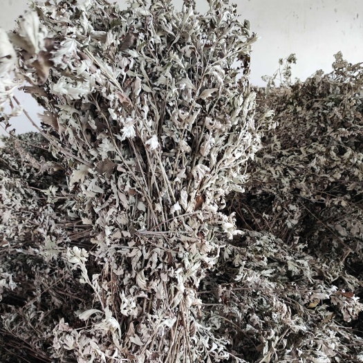 沭阳县干艾草整棵