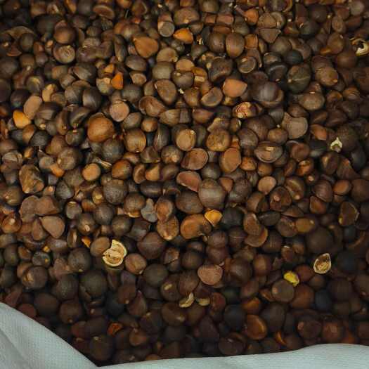 金昭阳优选山茶籽