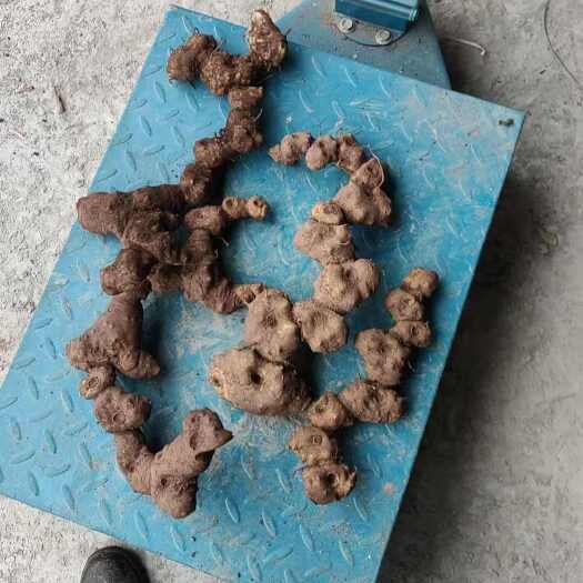 镇雄县多年多花黄精