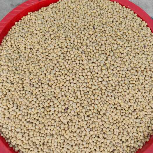 南丹县农家种植 黄大豆 1等品 广西河池 南丹县 出产