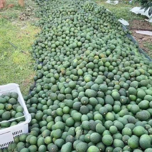 孟连县孟连牛油果