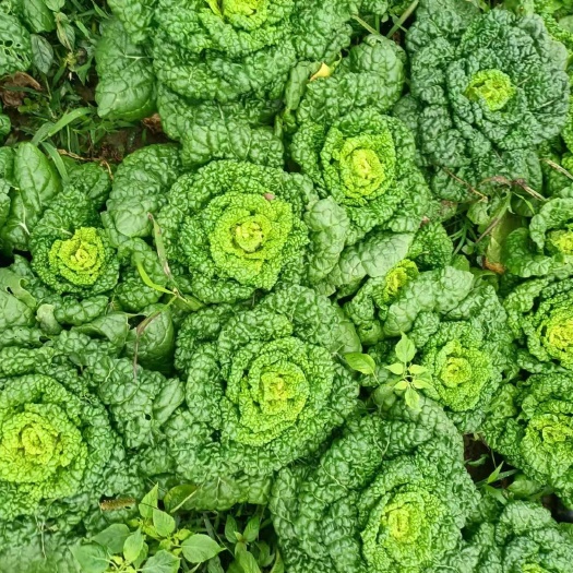 涡阳县菊花心
