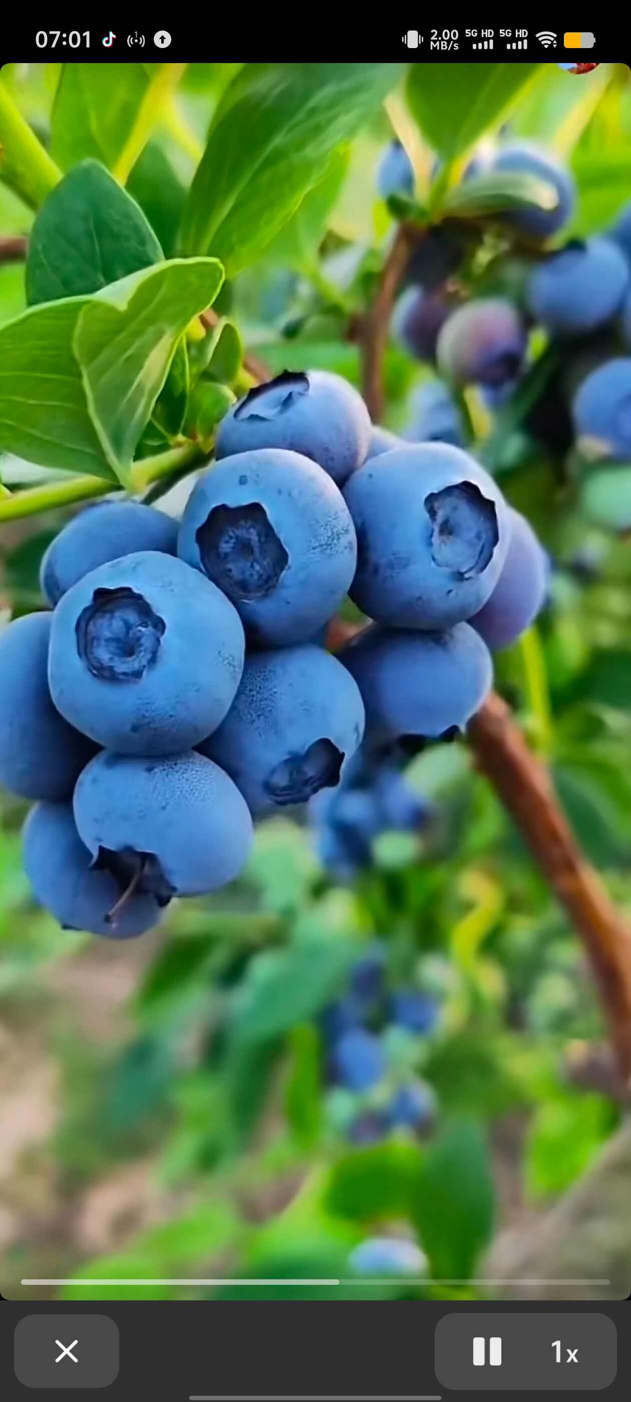 花香蓝莓