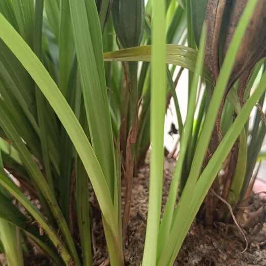 南涧县春兰朵朵香批发兰花清香型