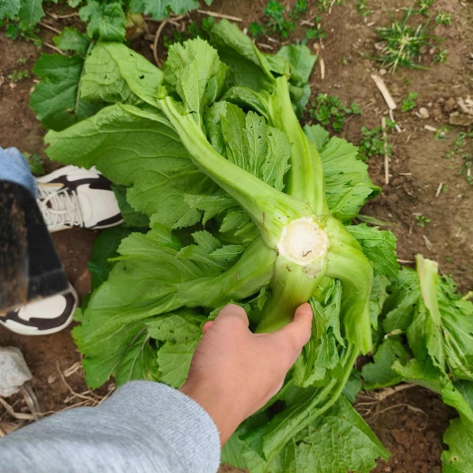 洛陽包心芥菜