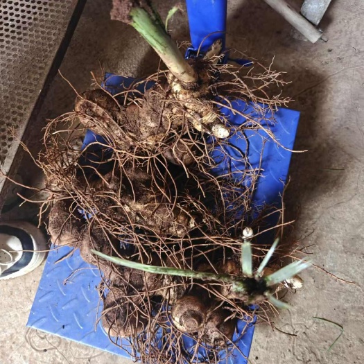 个旧市滇黄精精选中药材 云南个旧直发 品质保证 滋补佳品