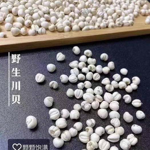 文山市川贝中药材  无硫