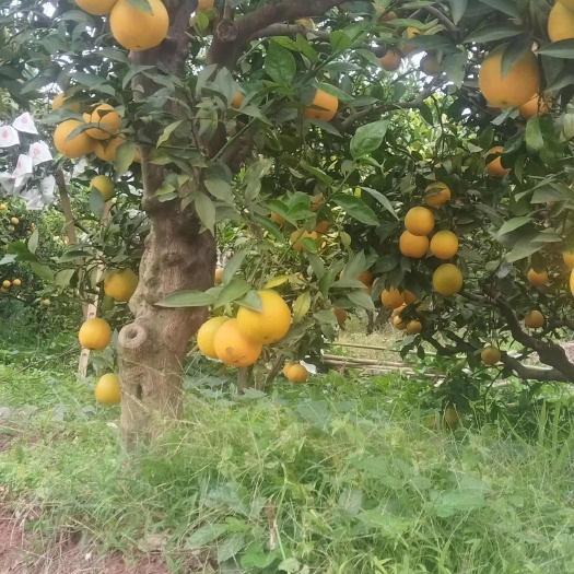 眉山普脐本地名（九号脐橙）