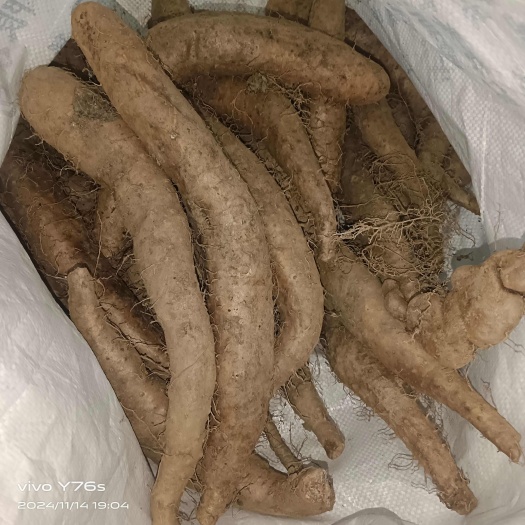 太白县陕西太白县优质麻山药鲜货批发直销
