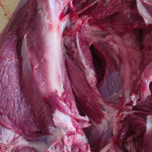 商河县冷鲜羊肉