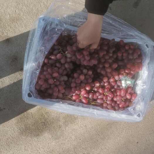涿鹿县各种葡葡