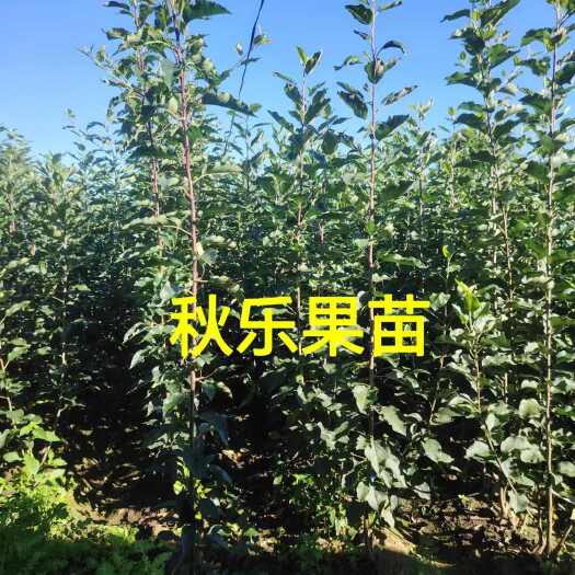 梨树县吉林省四平市梨树县秋乐果树苗培育基地