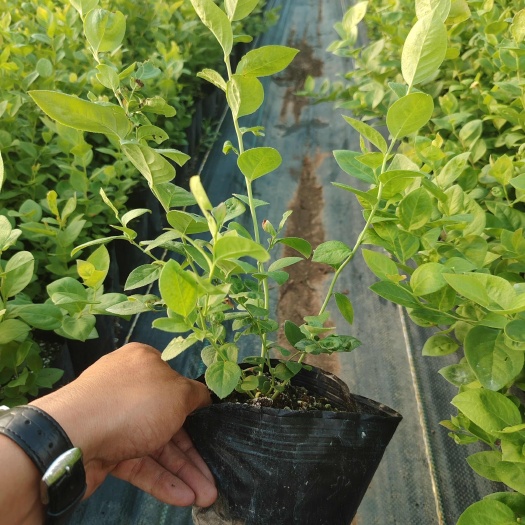 肥城市花香蓝莓，早熟大果品种 纯甜 脆果 基地直发 品种纯真