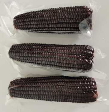 扎赉特旗糯玉米 新鲜直达 快速发货