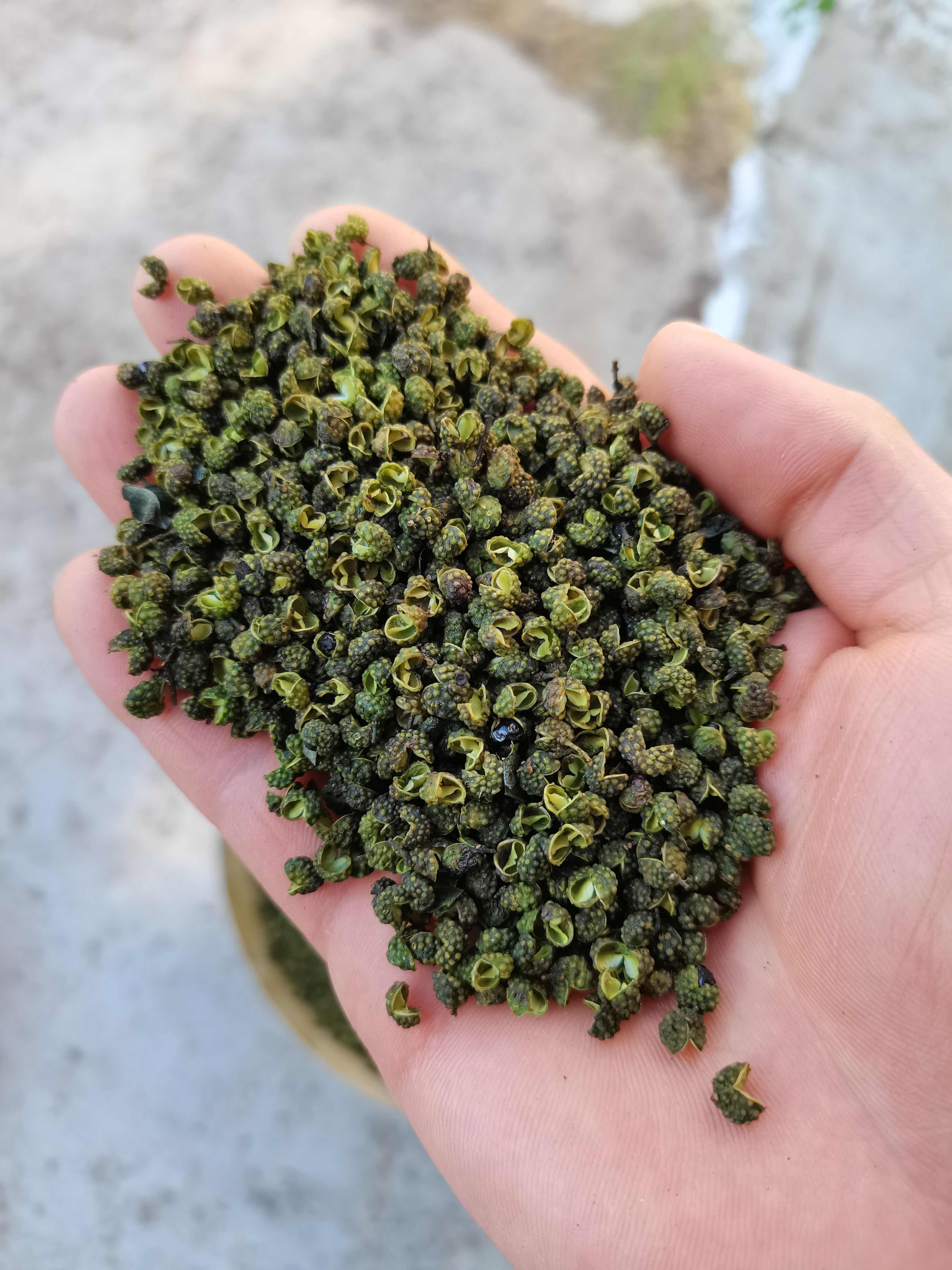 昭通青花椒/青麻椒/麻味纯正/很麻很香/精选好货/一手货源