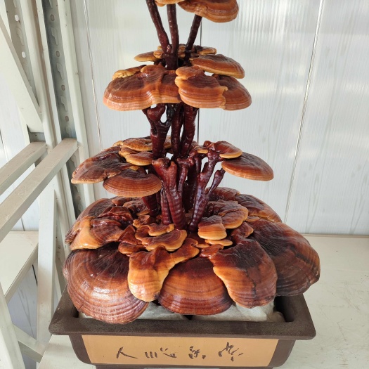 冠县观赏灵芝 灵芝盆景 活体嫁接 绿植种植 乐趣摆放办公桌室内