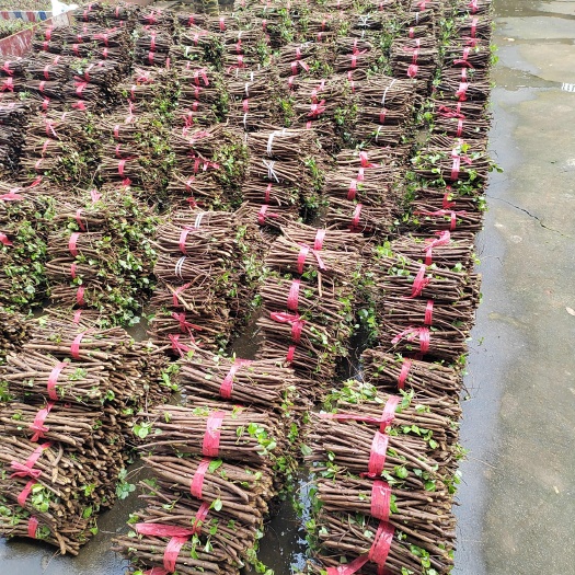 樟树市蔓荆子枝条