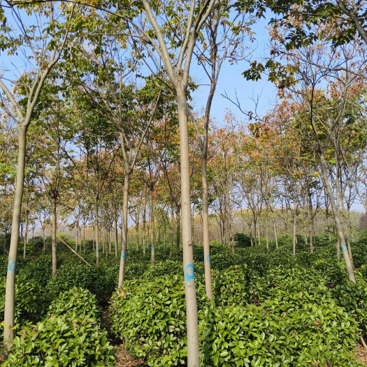 栾树，南栾，黄山栾树