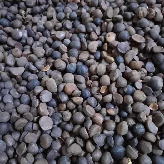 望谟县老品种油茶籽