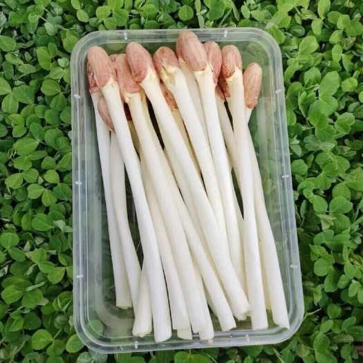 花生芽 青岛直发 安全营养蔬菜