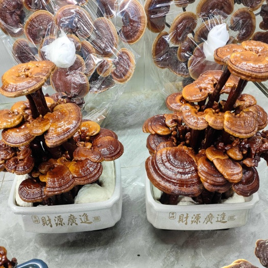 观赏灵芝 灵芝盆景 灵芝盆栽 干体观赏 室内办公桌摆件 活体