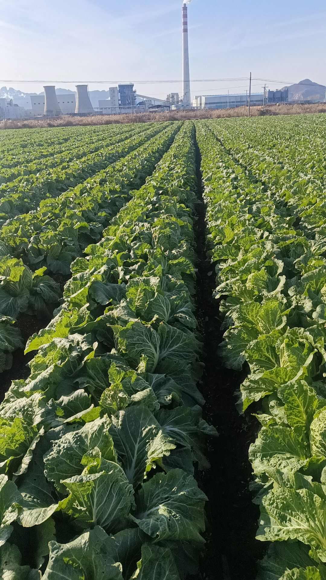 河北秦皇岛新鲜传奇优黄黄心大白菜直销批发