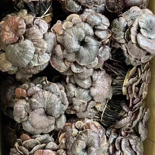 文山市精选竹灵芝  泡茶 煲汤