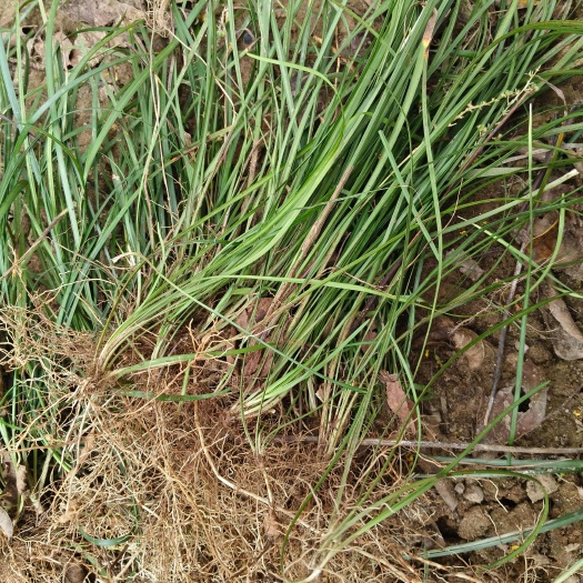 潢川县河南潢川优质麦冬草  产地直发，麦冬草，中叶麦冬草