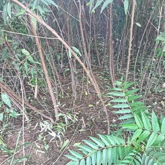 绛县山桃，山桃小苗，哪里有山西运城