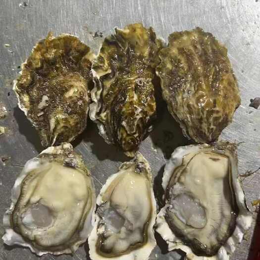 阳西县‌山东乳山蚝的特色主要体现在其优越的地理环境、优质的养殖条件