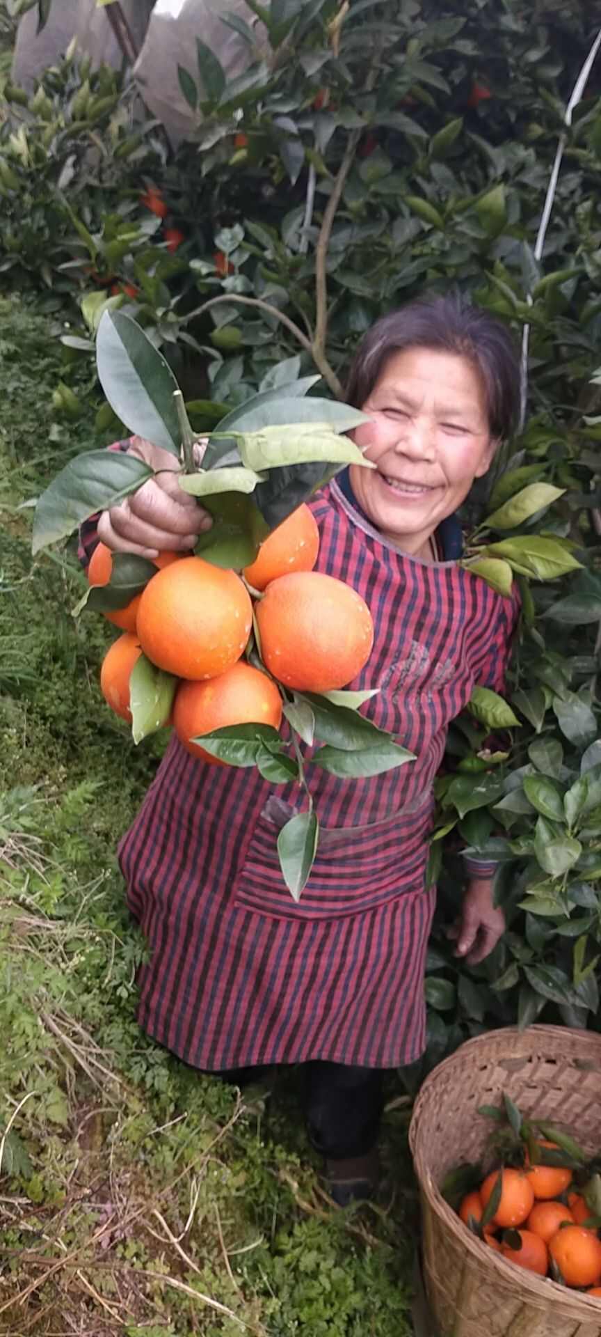 四川省内江市资中县耙耙柑种植基地，当地土壤肥沃，适合万亩…