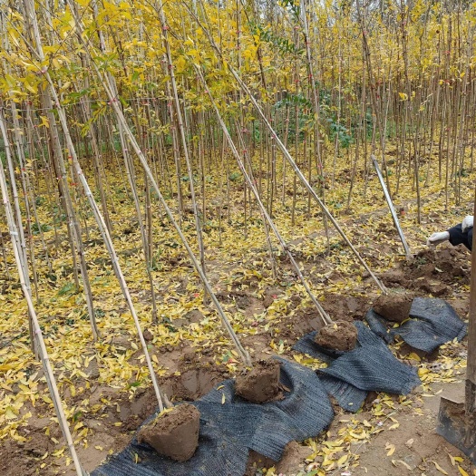 郯城县高杆蒙阳红石榴树