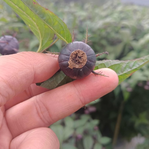 马关县云南马关红果参优质浆果
