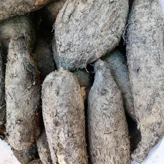清远入地老鼠  紫茉莉根 价格实惠   /量大从优