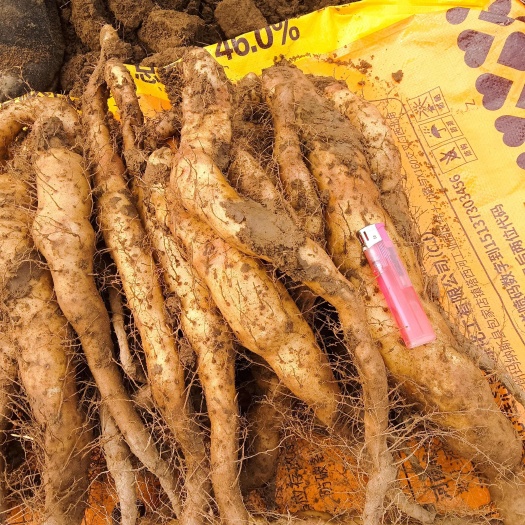 梁山县白玉山药豆苗