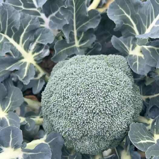 天门市西兰花