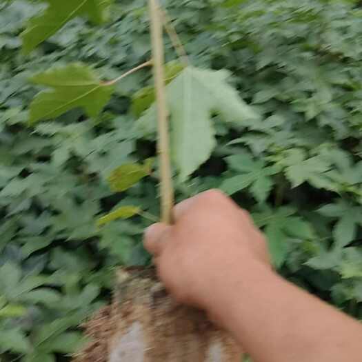 清流县枫香树