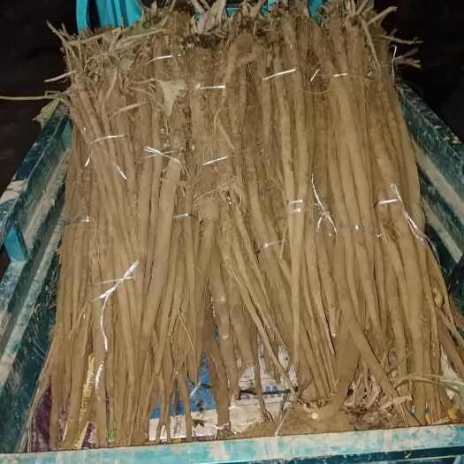 齐河县牛蒡中药材 优质根茎 齐河县直发 山东省特产