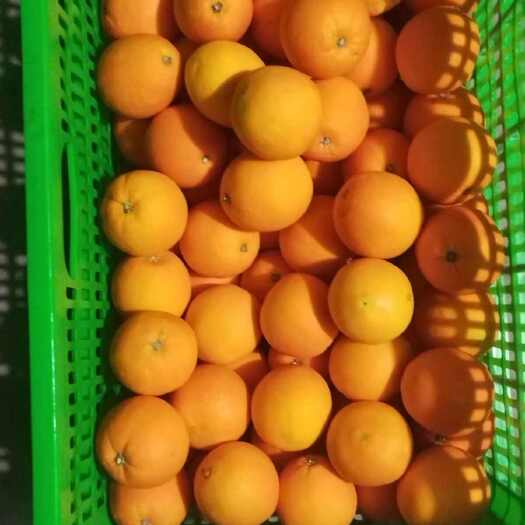 宜都市纽荷尔脐橙  催黄果