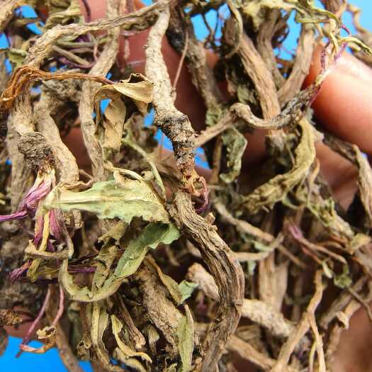 确山县蒲公英根，当年新货，自然晒干，无硫化，颜色靓丽人工挑选。