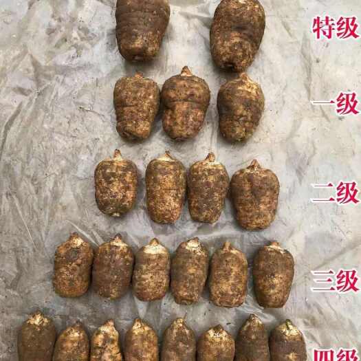 彝良县云南昭通彝良小草坝天麻家里自己种植，家里三代麻农