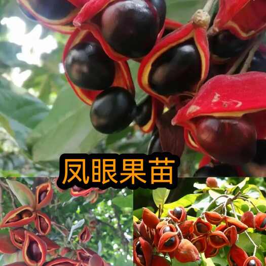 灵山县凤眼果苗九层皮苗