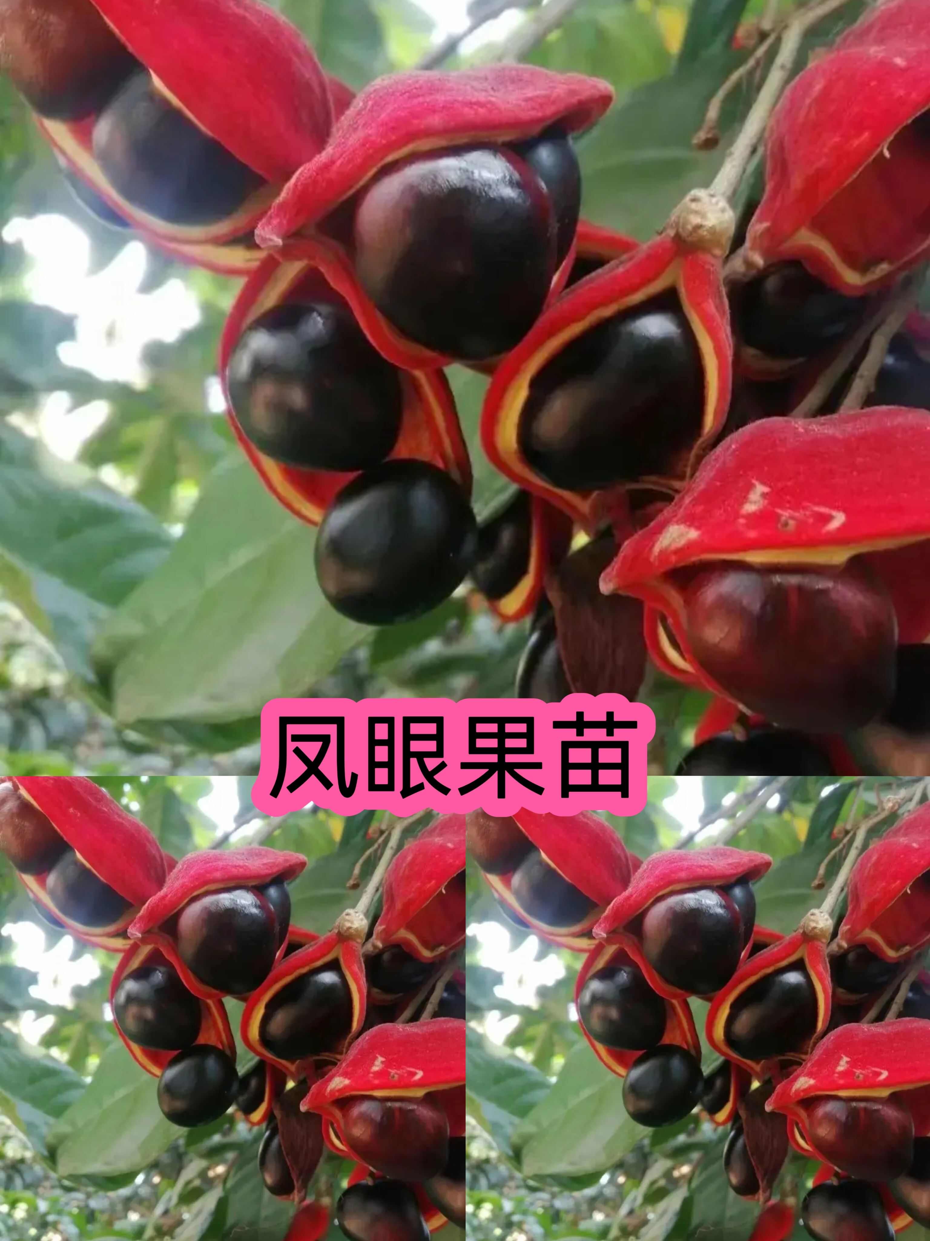 凤眼果苗九层皮苗