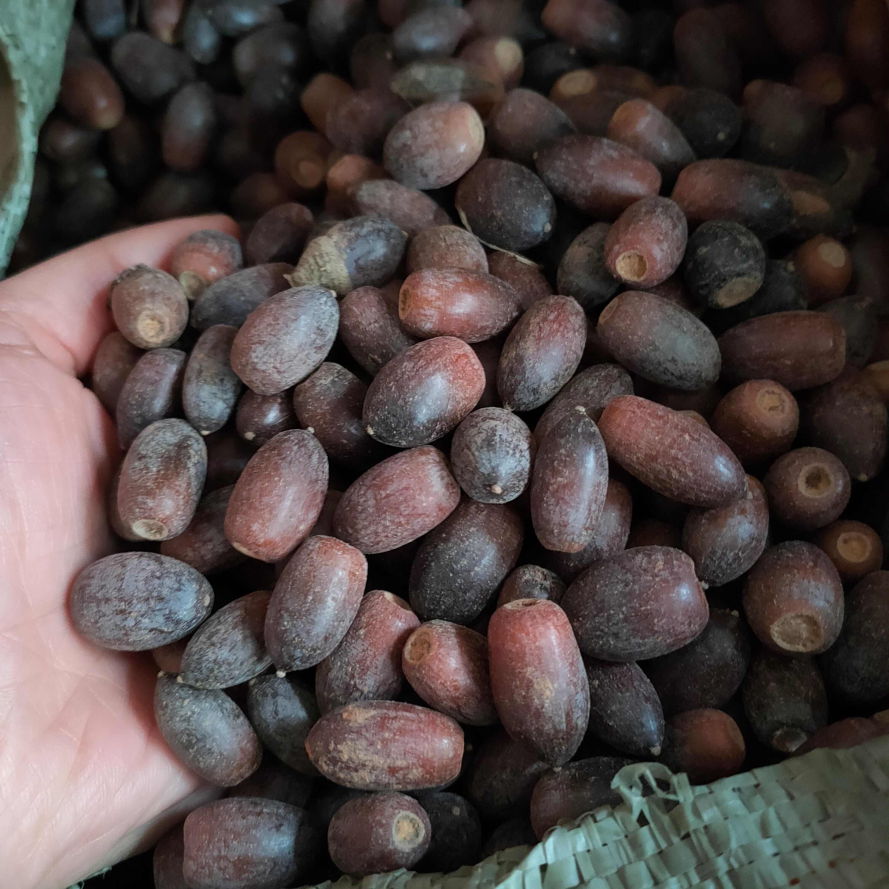 青冈栎种子 青冈栎 赤皮青冈 青冈栎 麻栎种子 批发造林绿化