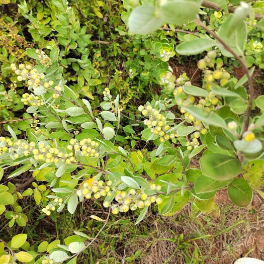 樟树市蔓荆子枝条，种苗基地直发