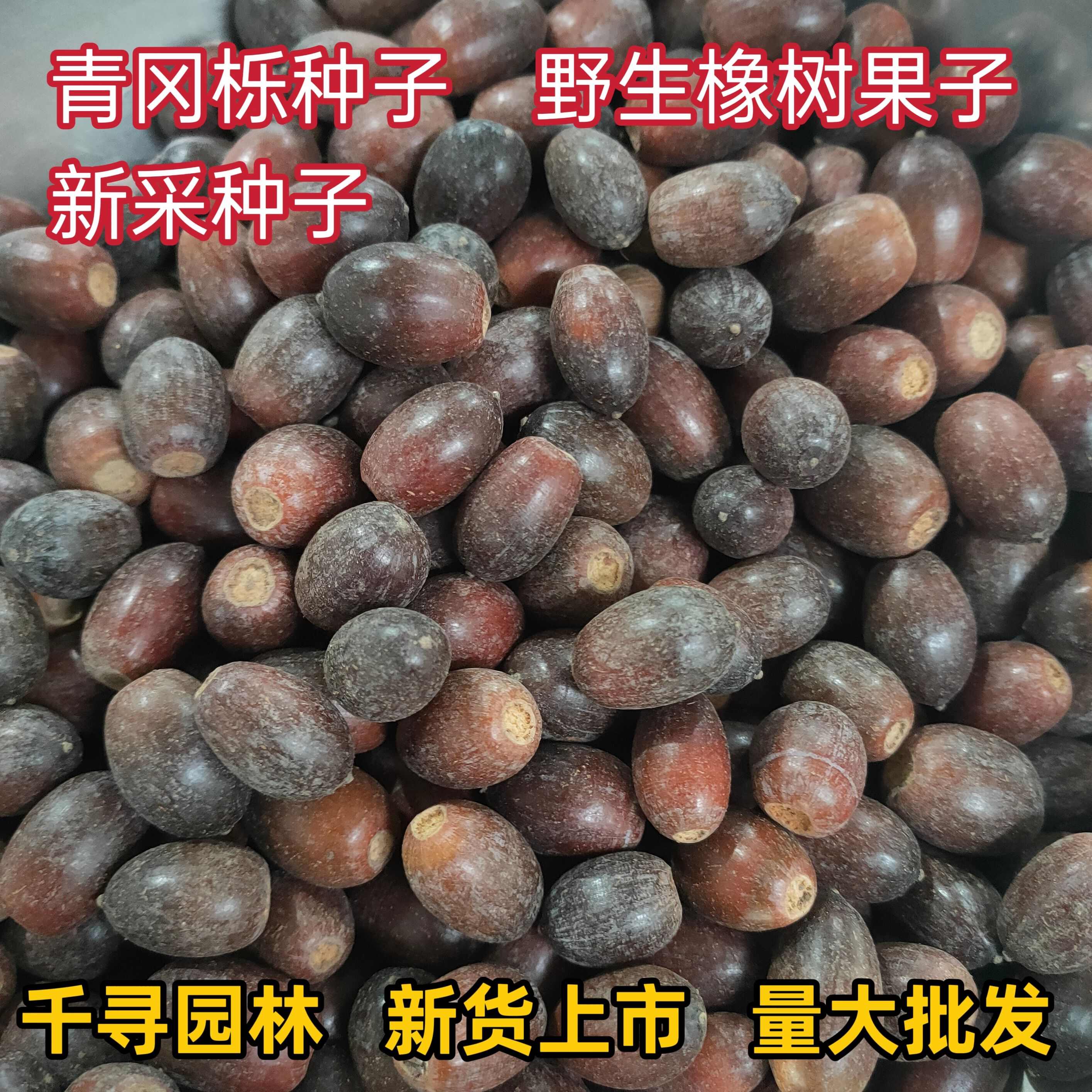 青冈栎种子 青冈栎 赤皮青冈 青冈栎 麻栎种子 批发造林绿化