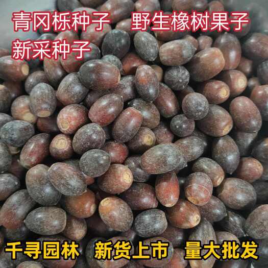 九江青冈栎种子 青冈栎 赤皮青冈 青冈栎 麻栎种子 批发造林绿化