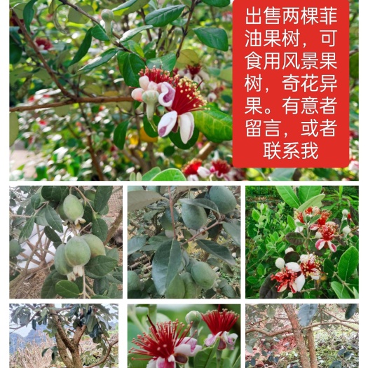 屏山县菲油果树