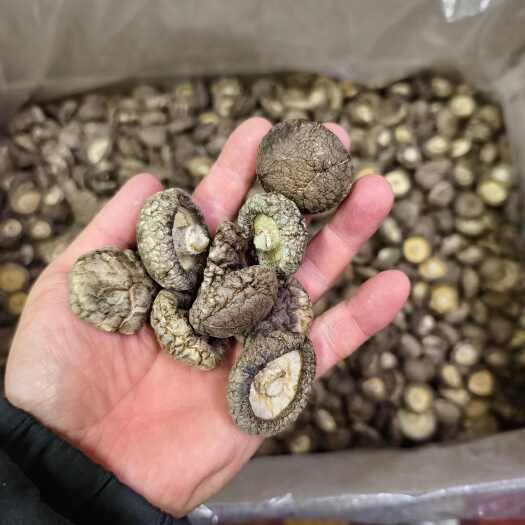 新货光面菇 精选面菇  厚菇冬菇 短根  干度全干 肉质饱满